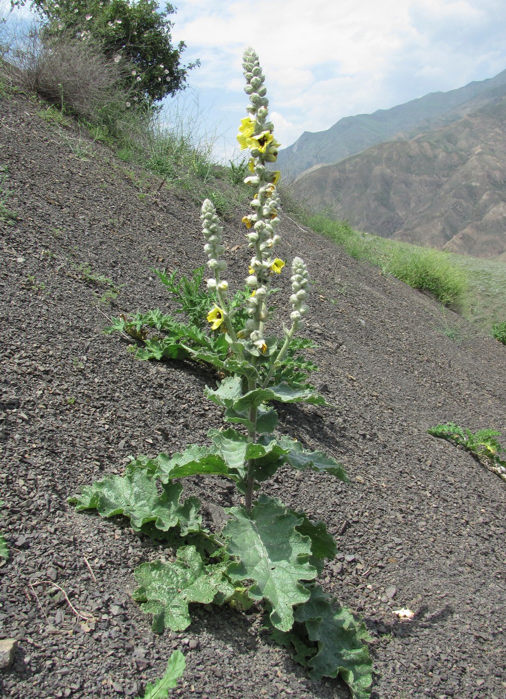 Image of Verbascum formosum specimen.