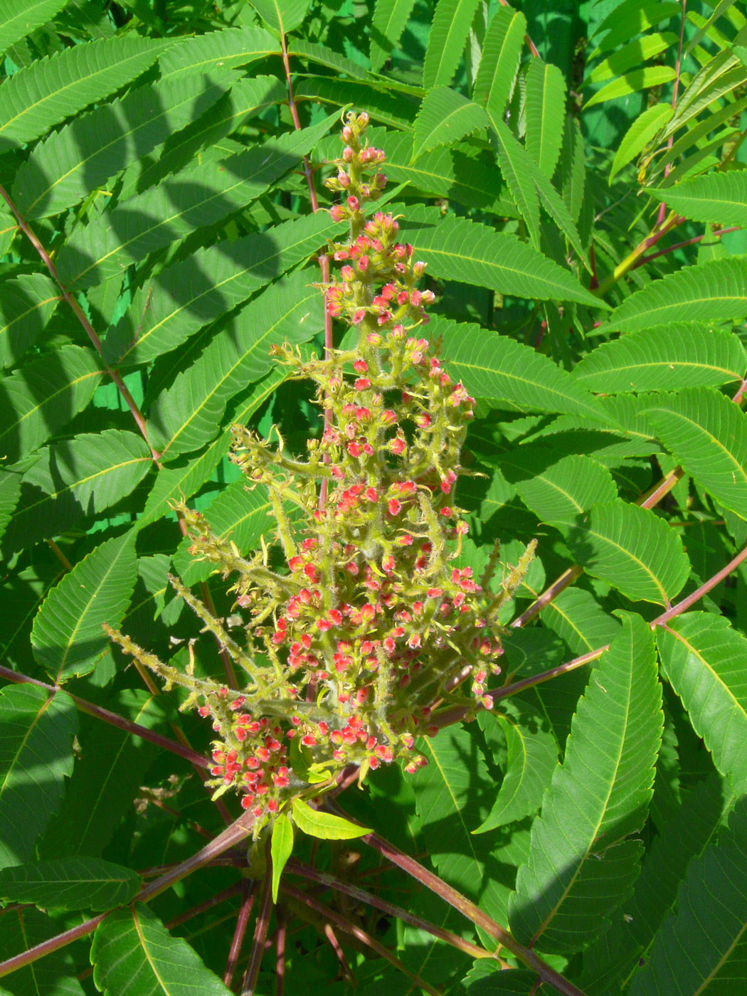 Image of Rhus glabra specimen.