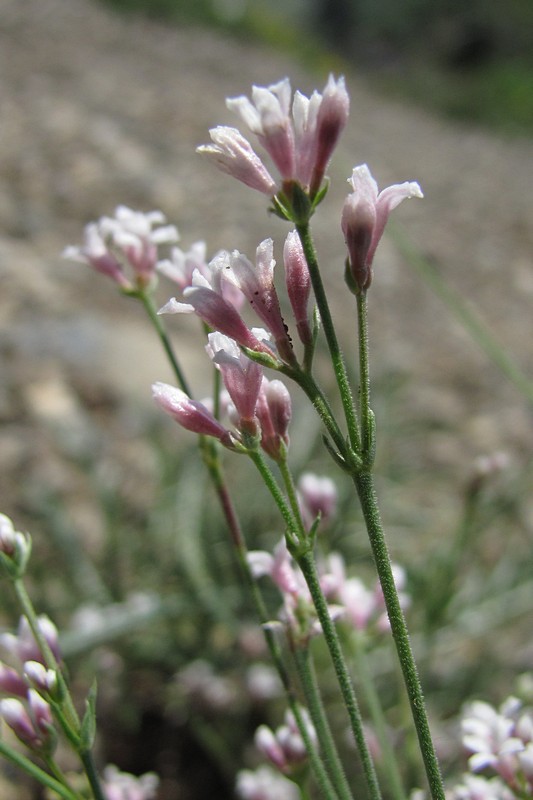 Изображение особи Asperula tenella.