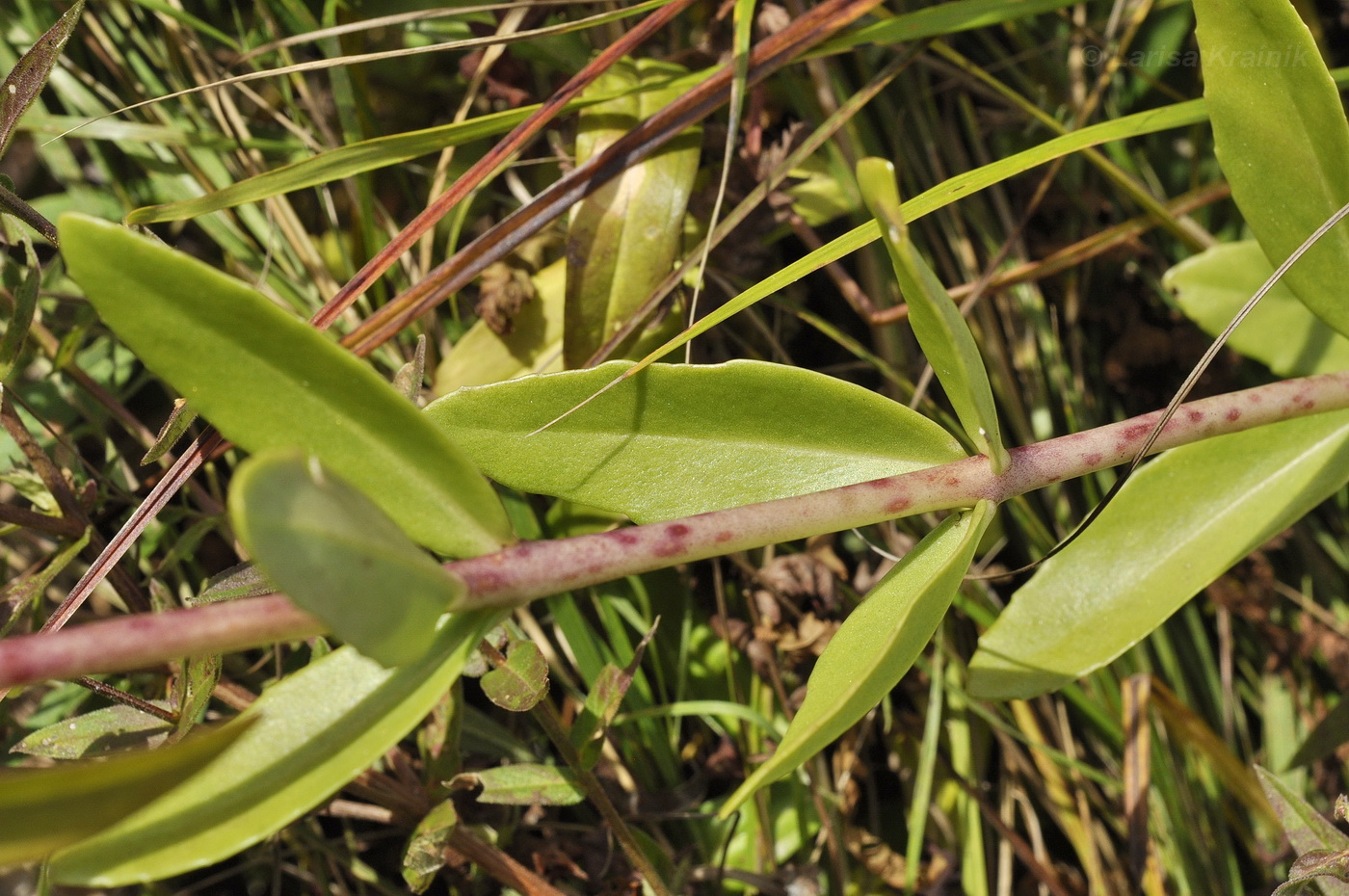 Изображение особи Hylotelephium pallescens.