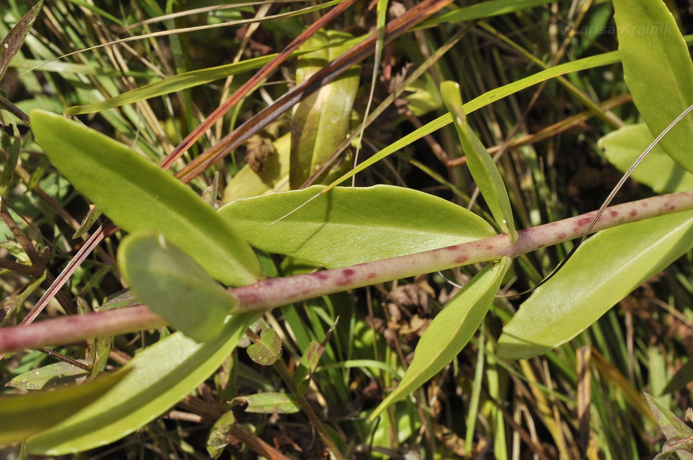 Image of Hylotelephium pallescens specimen.