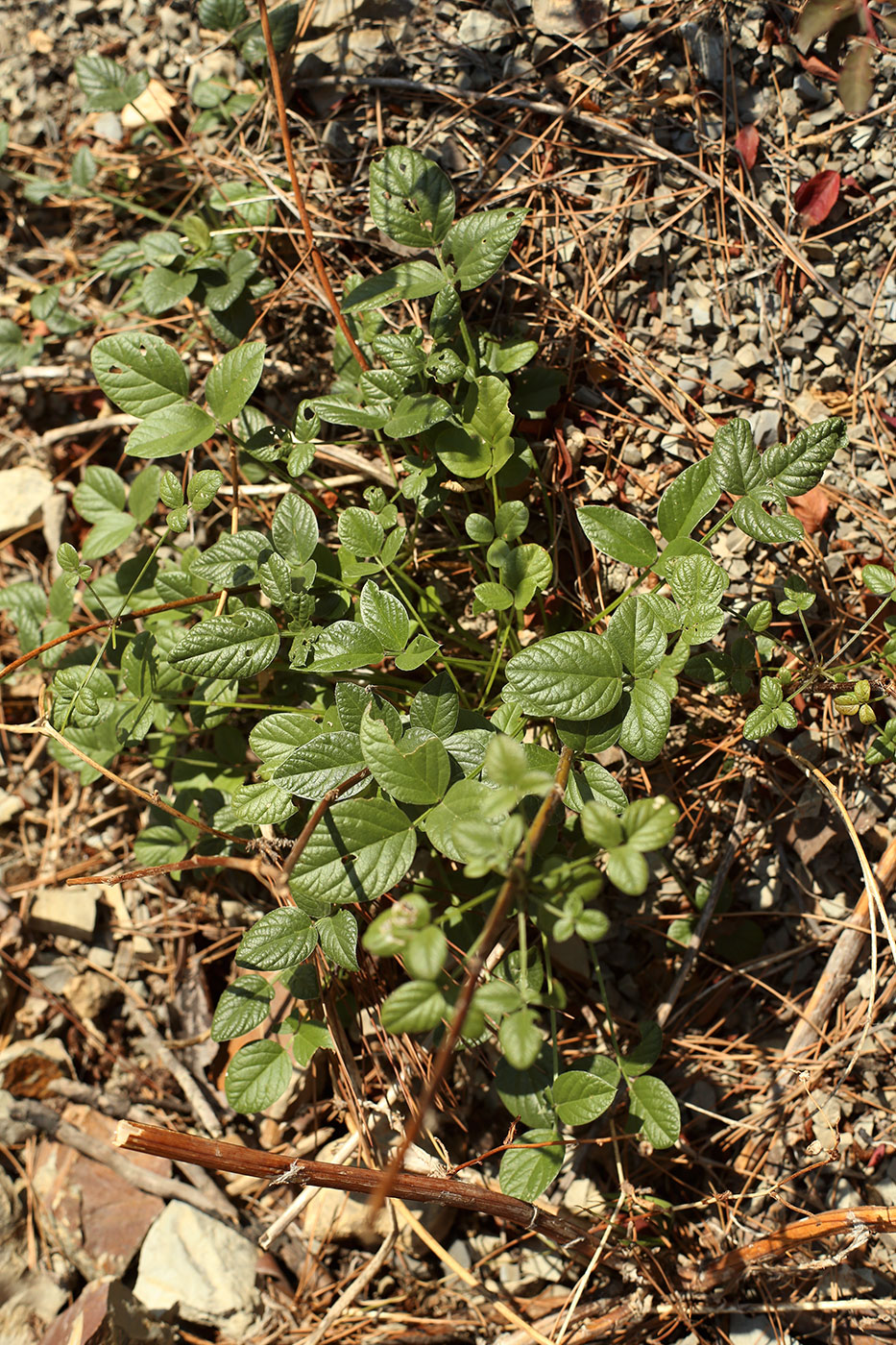 Image of Psoralea bituminosa ssp. pontica specimen.