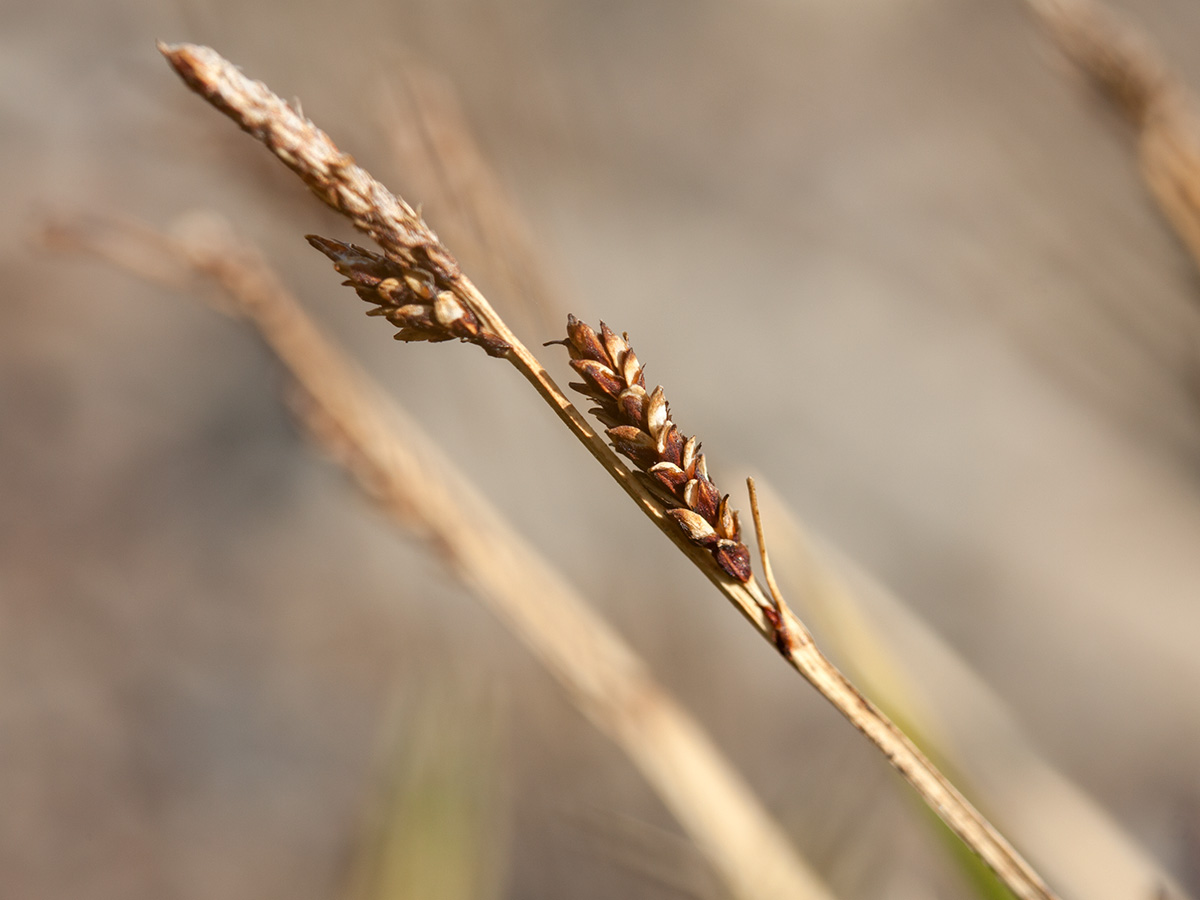 Изображение особи Carex bigelowii.