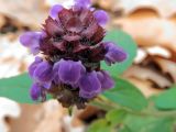 Prunella vulgaris