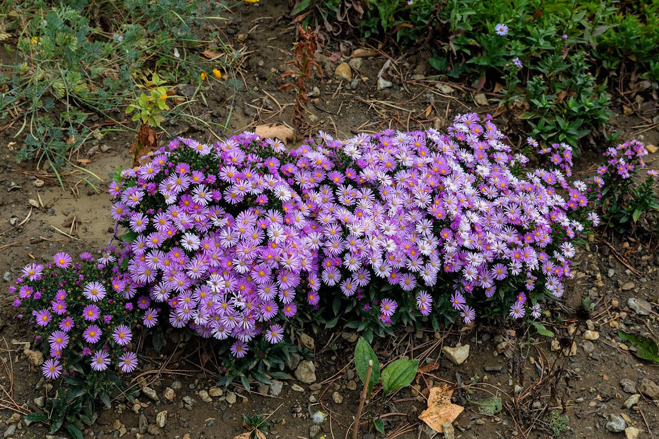 Изображение особи род Symphyotrichum.