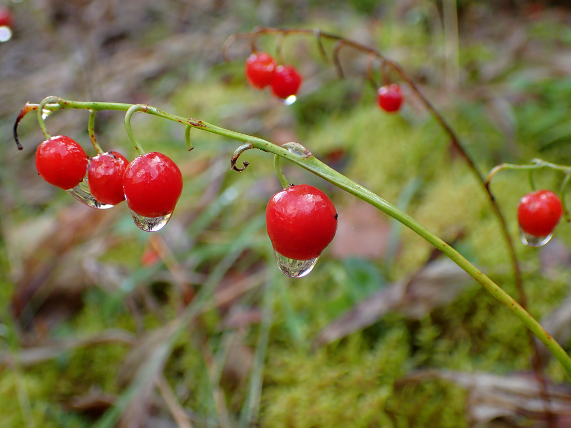 Изображение особи Convallaria majalis.