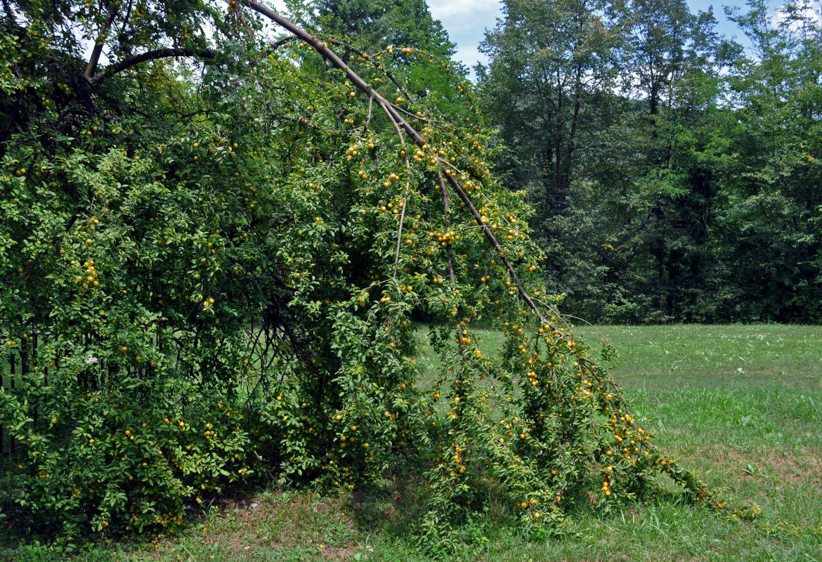 Изображение особи Prunus cerasifera.