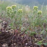 Alyssum alyssoides. Цветущее растение. Краснодарский край, м/о г. Геленджик, хр. Коцехур, гора Шахан, каменистый склон горы. 02.05.2015.