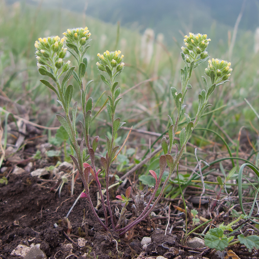 Image of Alyssum alyssoides specimen.