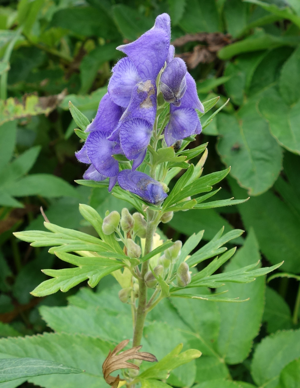 Изображение особи род Aconitum.