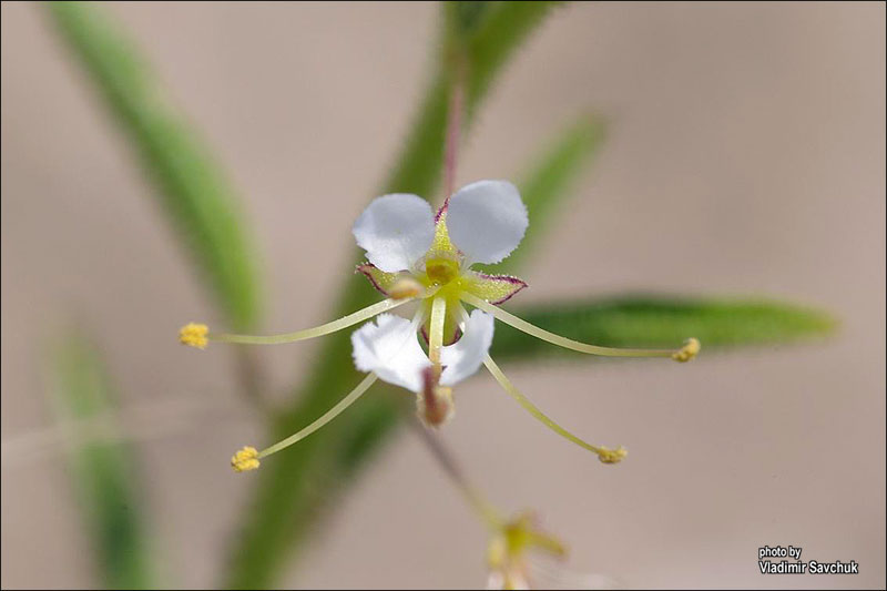 Image of Cleome canescens specimen.