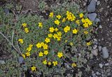 Potentilla acaulis