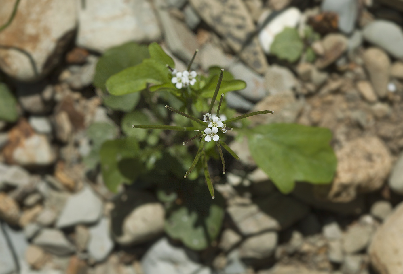 Изображение особи Cardamine regeliana.