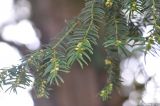 Taxus baccata. Верхушка ветви с микростробилами(?). Великобритания, Англия, парк \"Landscape Garden\". 21.01.2019.
