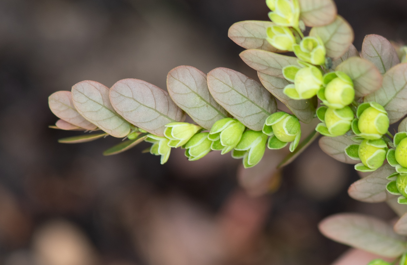 Image of Phyllanthus niruri specimen.