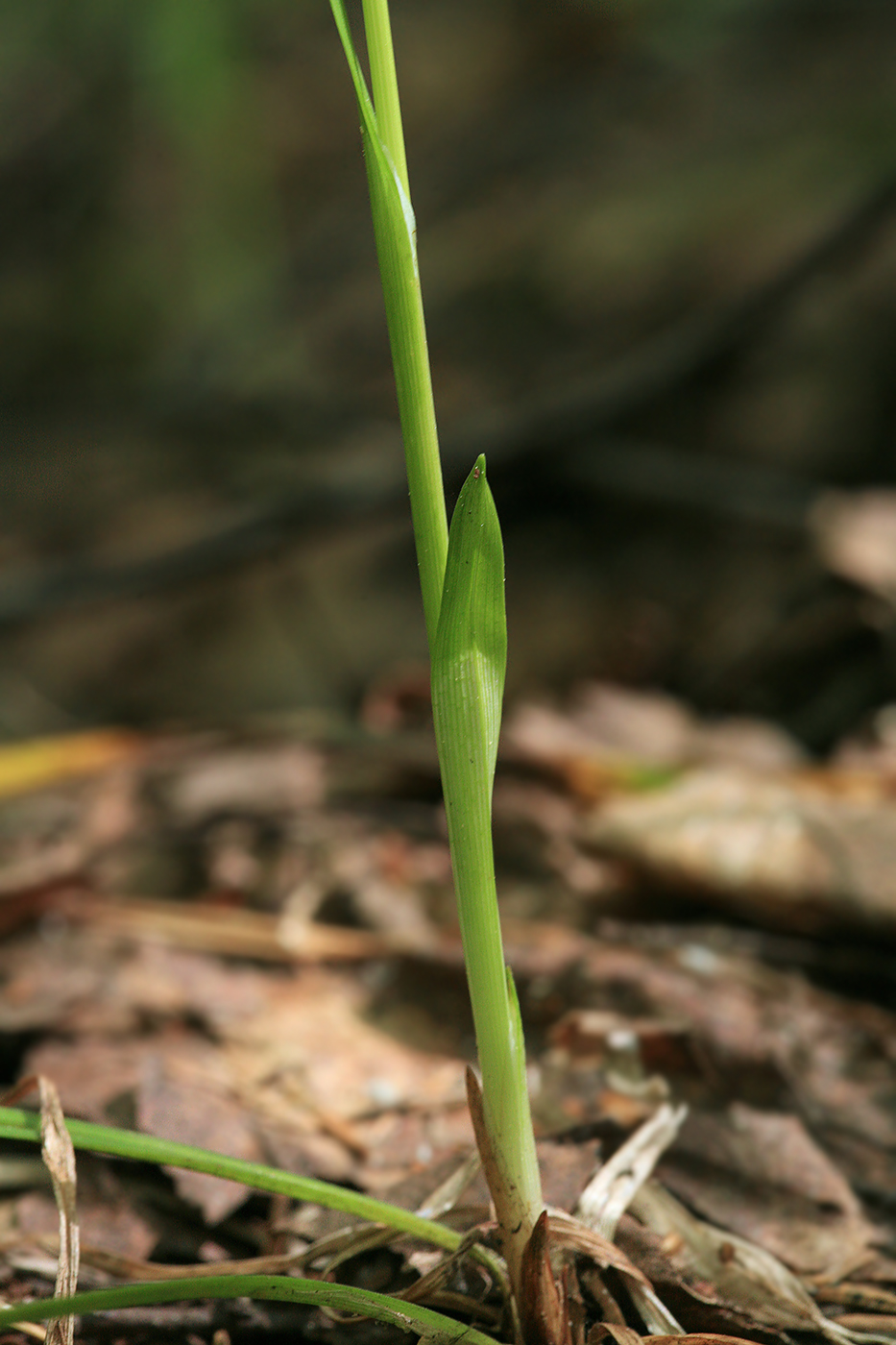 Изображение особи Carex vaginata.