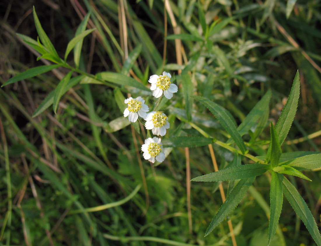 Изображение особи Achillea cartilaginea.