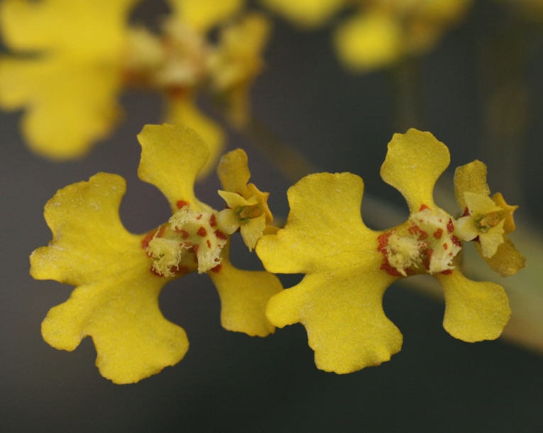 Image of Erycina pusilla specimen.