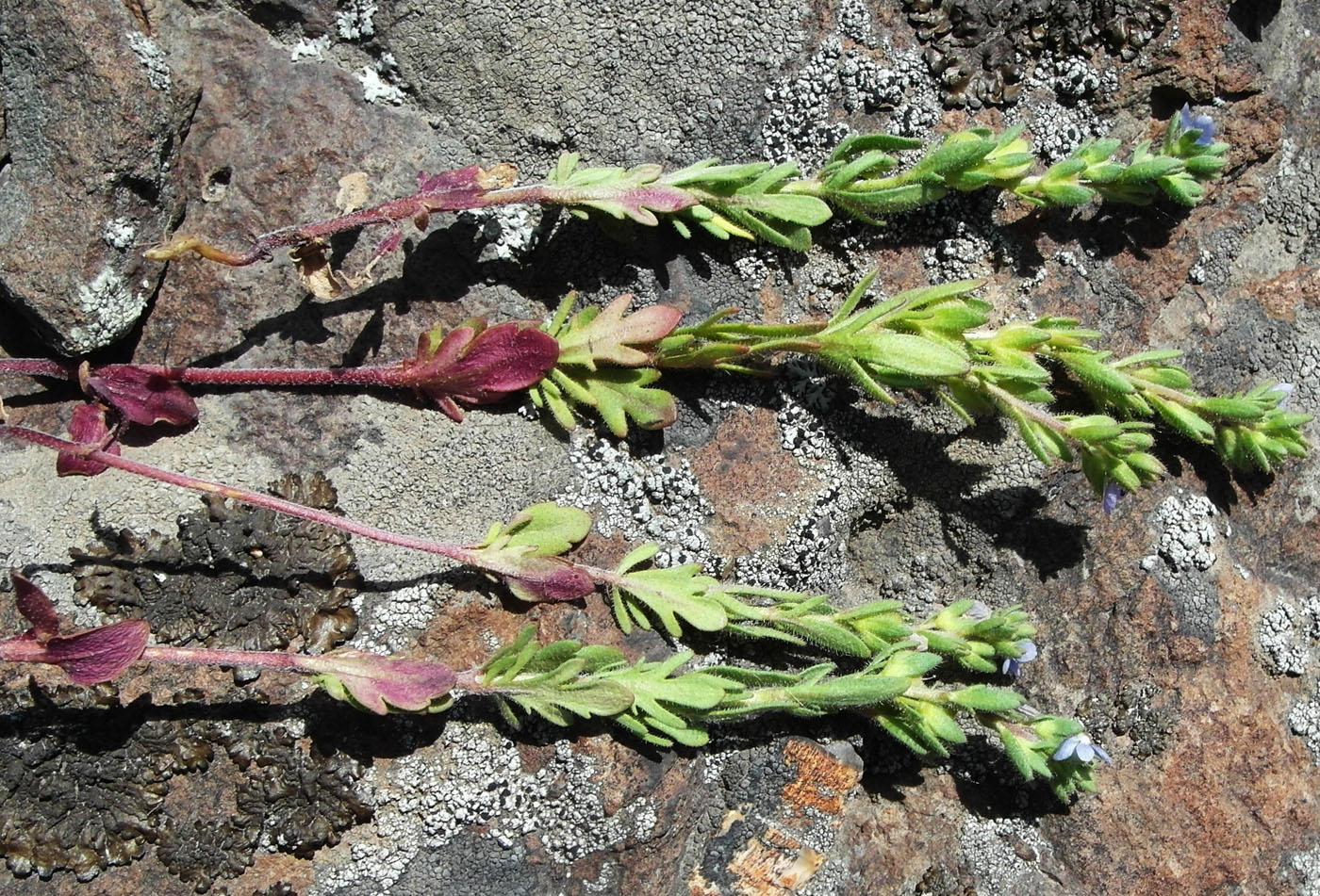 Image of Veronica dillenii specimen.