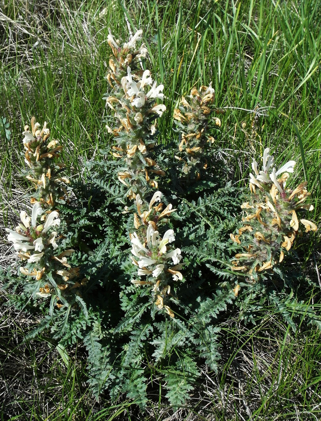 Изображение особи Pedicularis physocalyx.