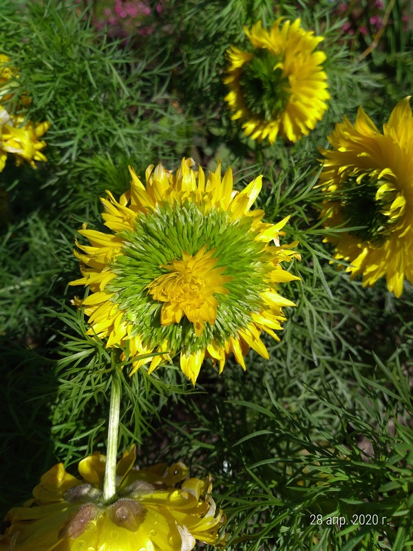 Image of Adonis vernalis specimen.