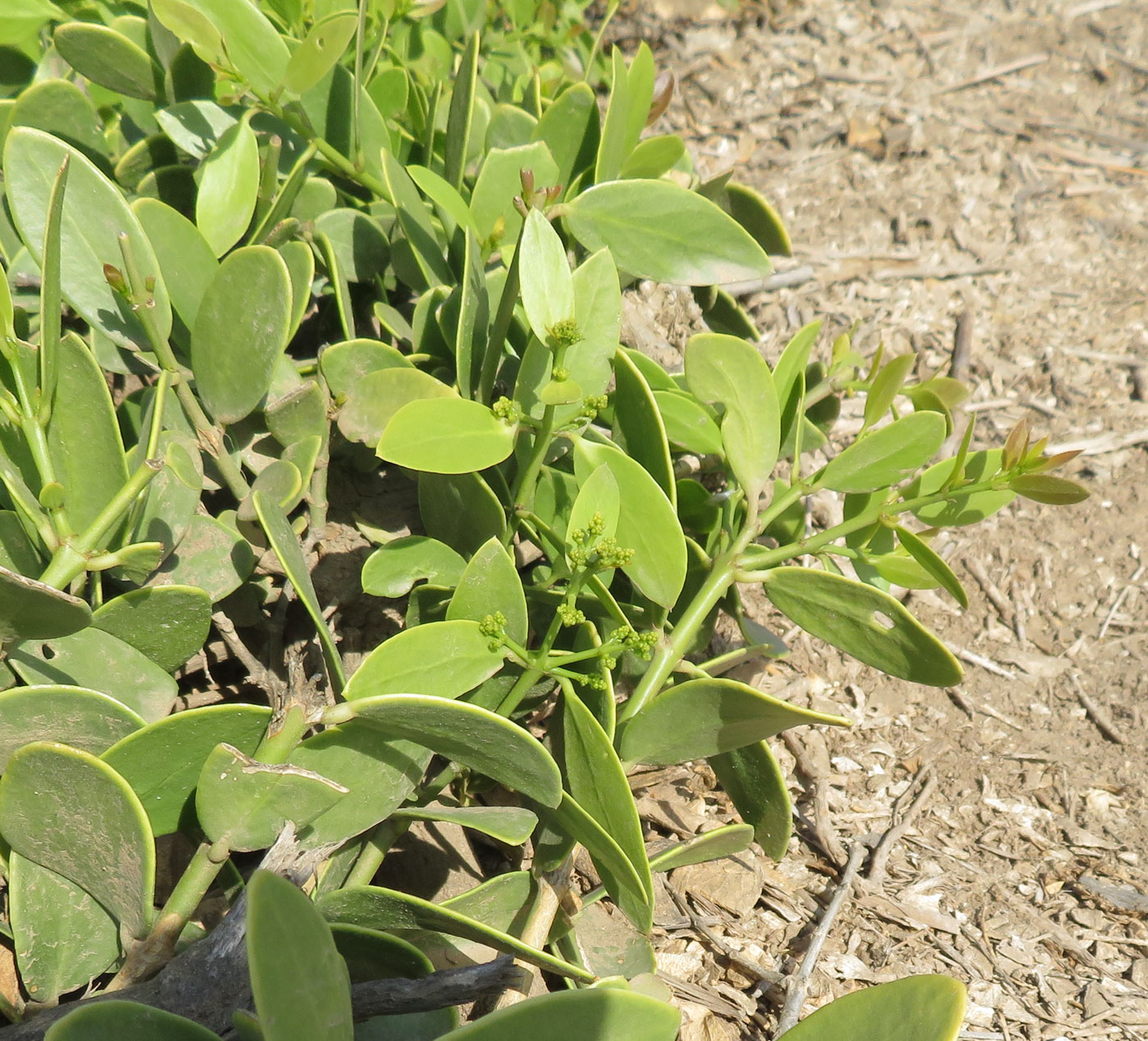 Image of Salvadora persica specimen.