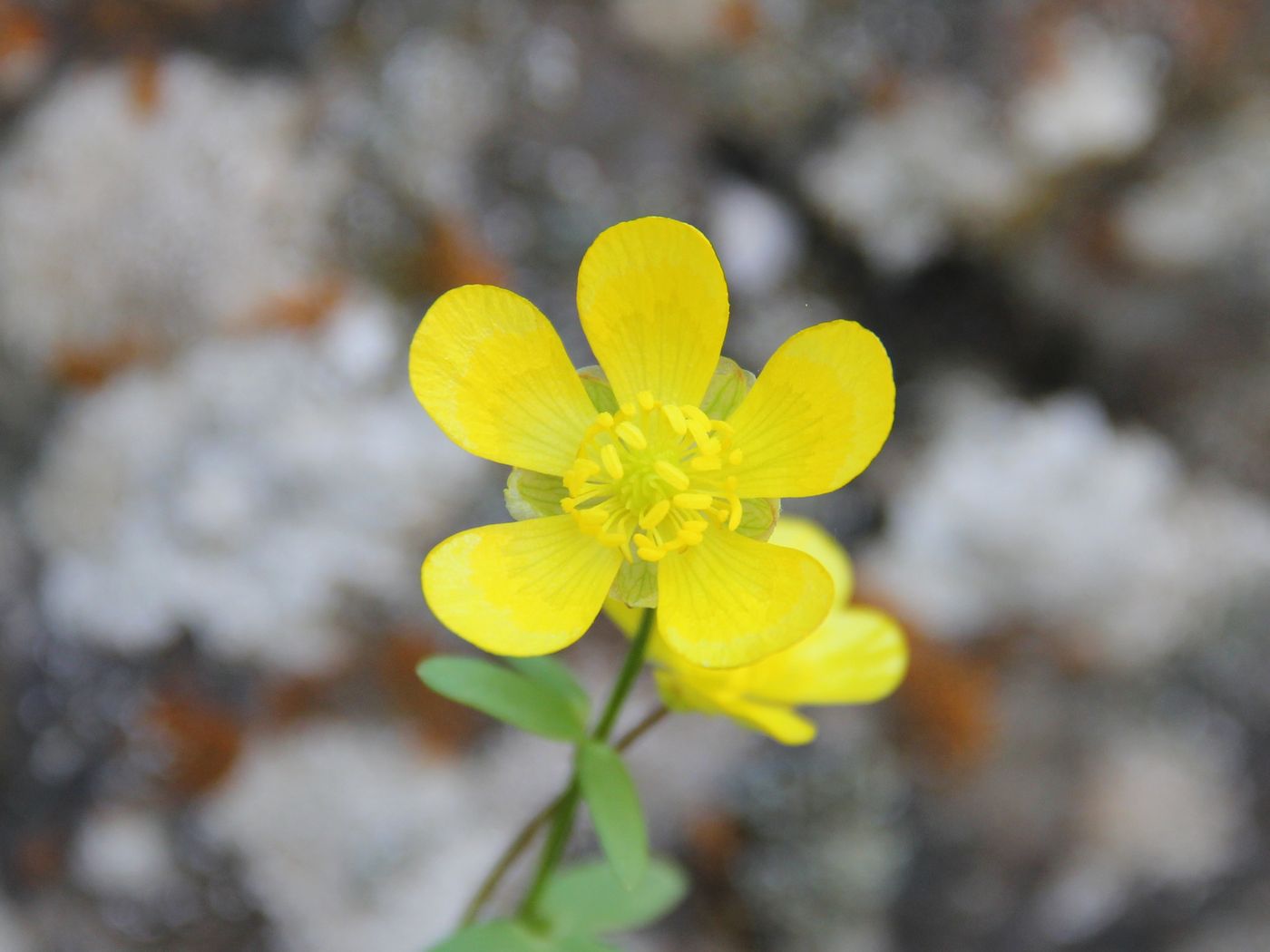 Изображение особи Ranunculus mindshelkensis.