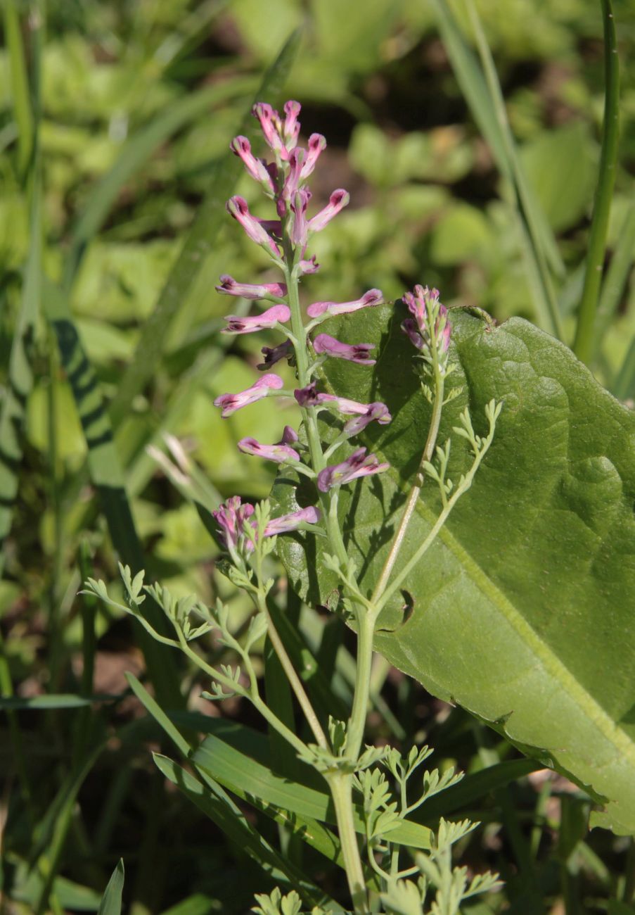 Image of Fumaria officinalis specimen.