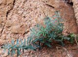 Euphorbia deltobracteata
