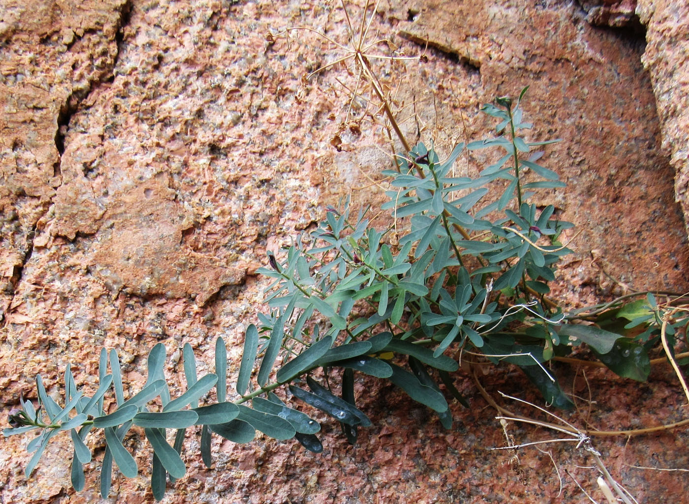 Изображение особи Euphorbia deltobracteata.