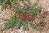 Astragalus taldycensis
