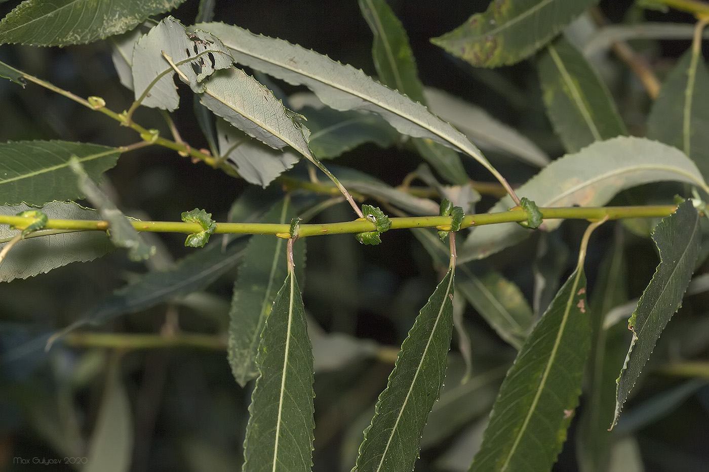 Image of Salix &times; alopecuroides specimen.