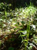 Vicia sylvatica