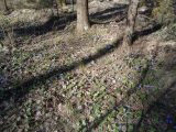 Hepatica nobilis. Аспект цветущих растений. Тверская обл., г. Тверь, Заволжский р-н, Комсомольская роща, елово-сосновый разреженный лес. 26 марта 2020 г.