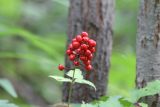 Actaea erythrocarpa