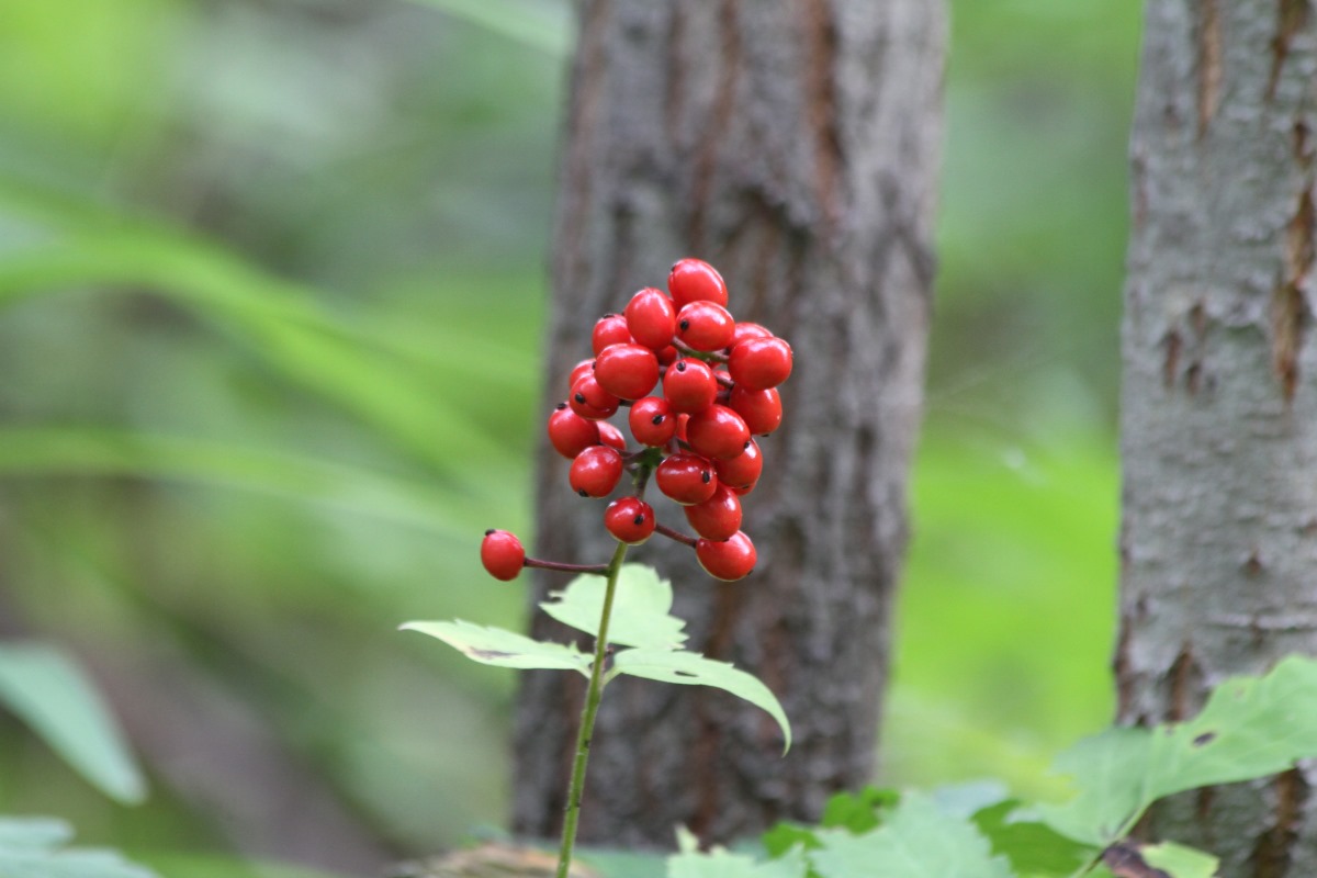 Image of Actaea erythrocarpa specimen.