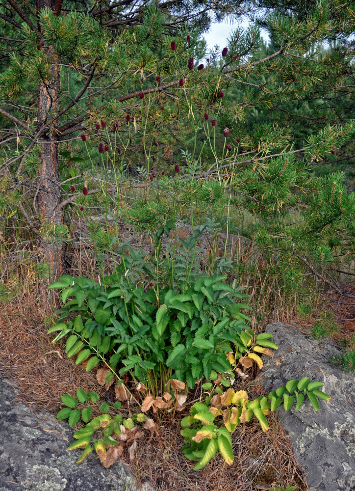 Image of Sanguisorba officinalis specimen.