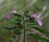 Teucrium chamaedrys