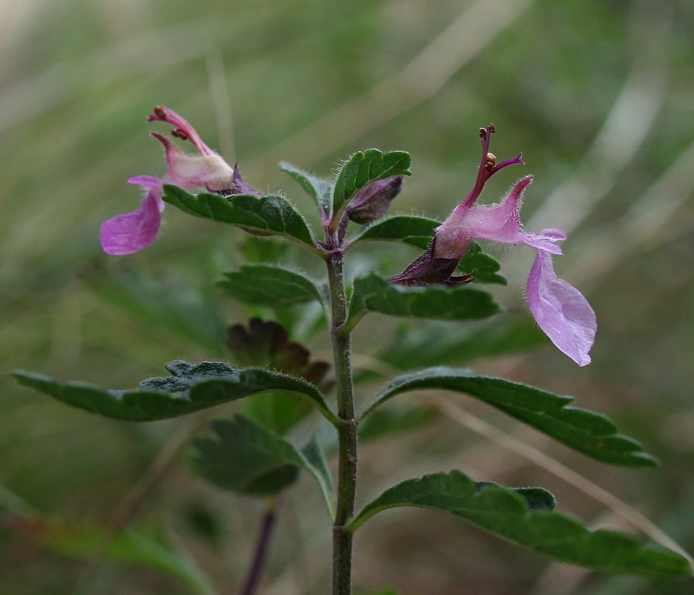 Изображение особи Teucrium chamaedrys.