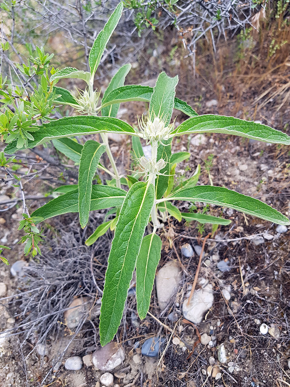 Изображение особи род Phlomis.