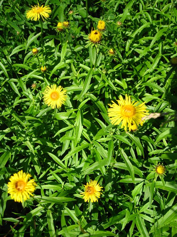 Image of Inula salicina specimen.