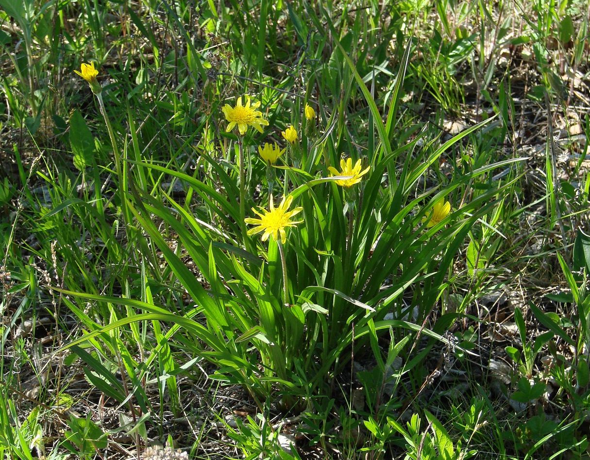 Изображение особи Scorzonera radiata.