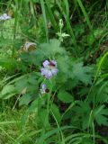 Geranium wlassovianum. Цветок с сидящей бабочкой-пестрянкой. Иркутская обл., Иркутский р-н, ур. Падь Еловая, смешанный лес. 20.07.2020.