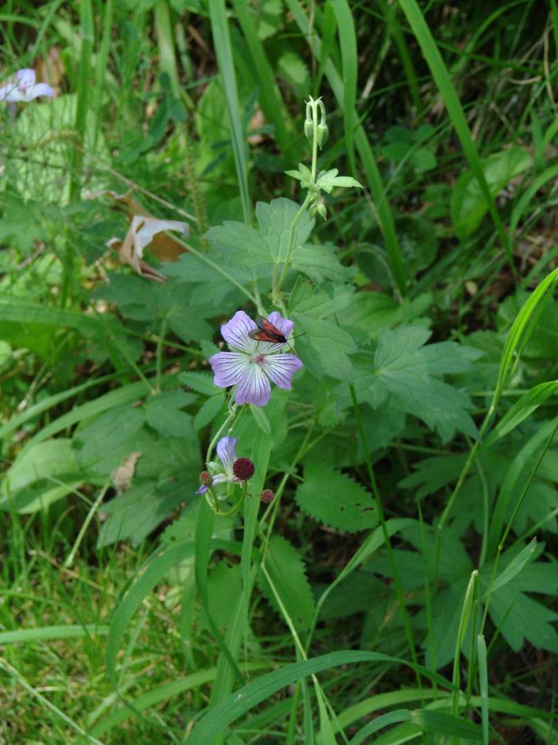 Image of Geranium wlassovianum specimen.