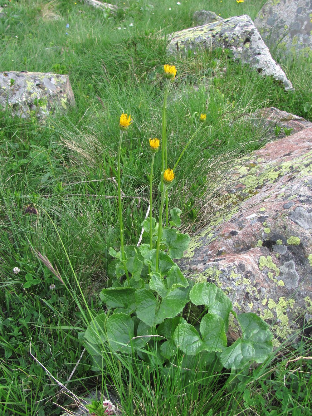 Изображение особи Dolichorrhiza caucasica.