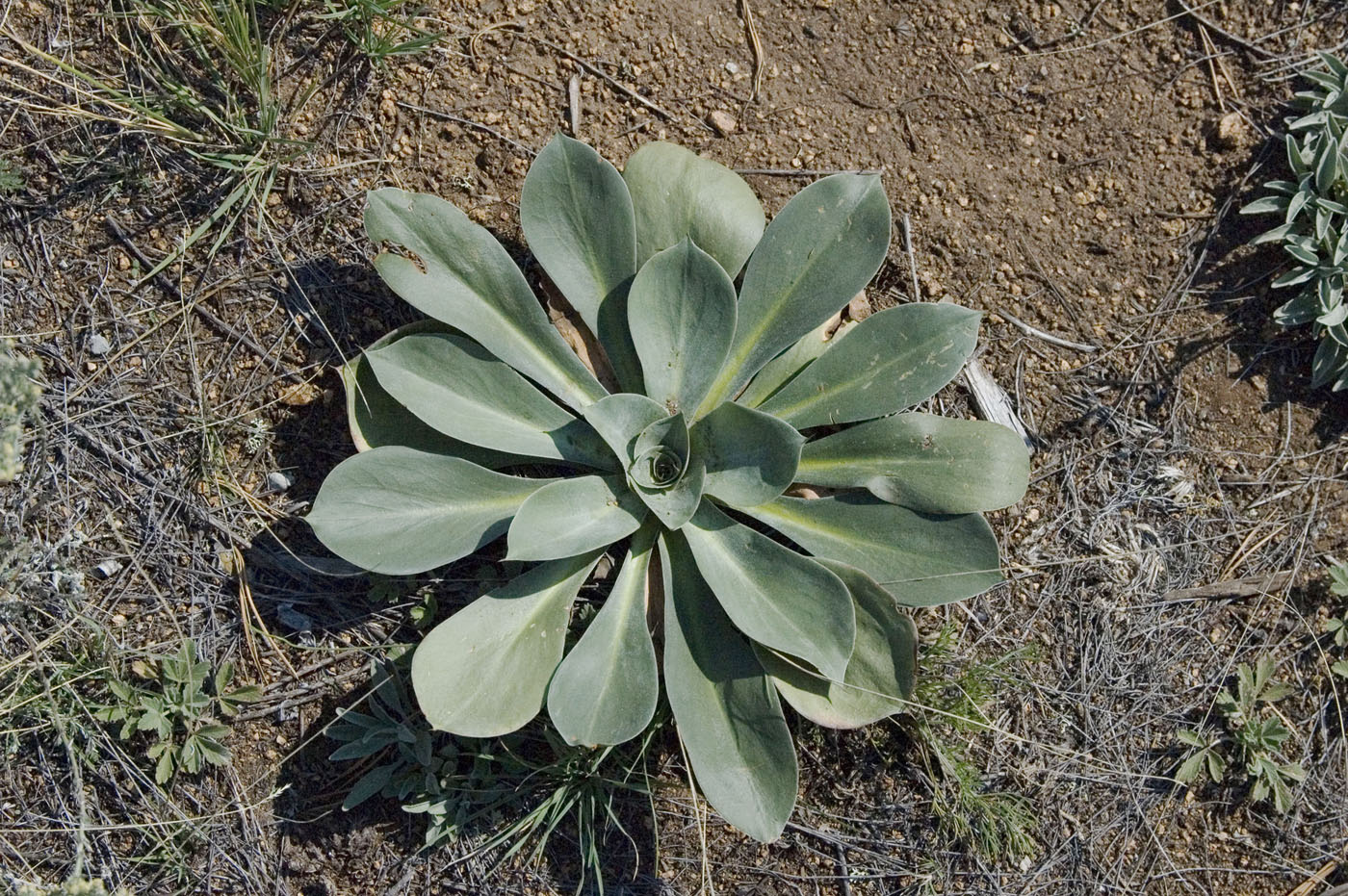 Изображение особи Goniolimon speciosum.