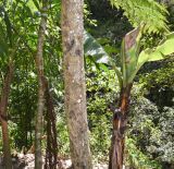 familia Cyatheaceae