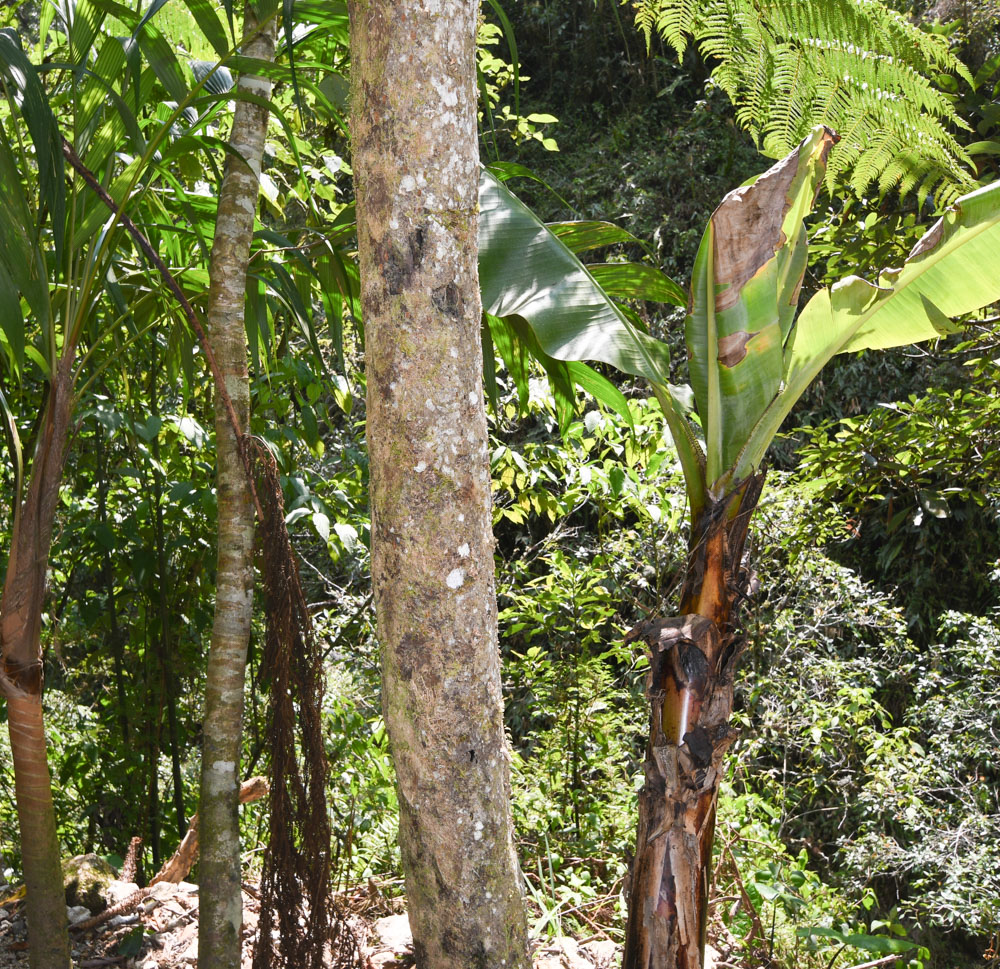 Изображение особи семейство Cyatheaceae.