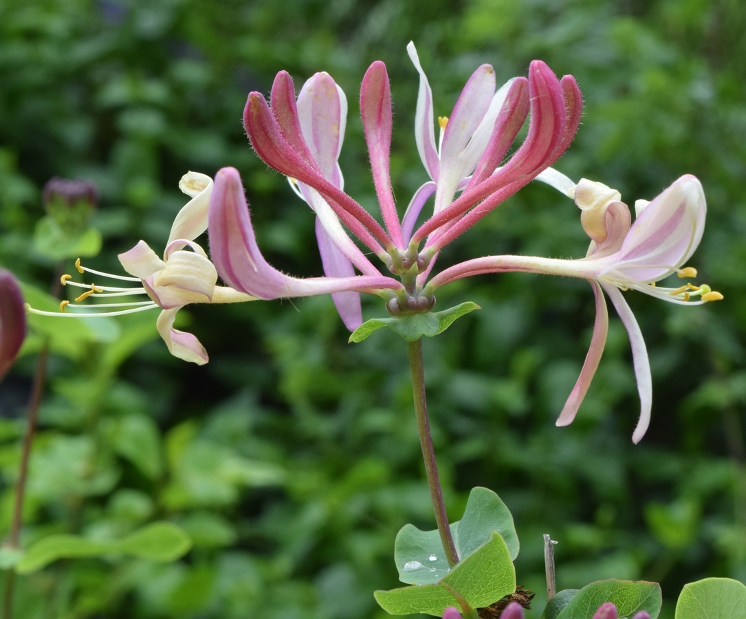 Image of Lonicera caprifolium specimen.