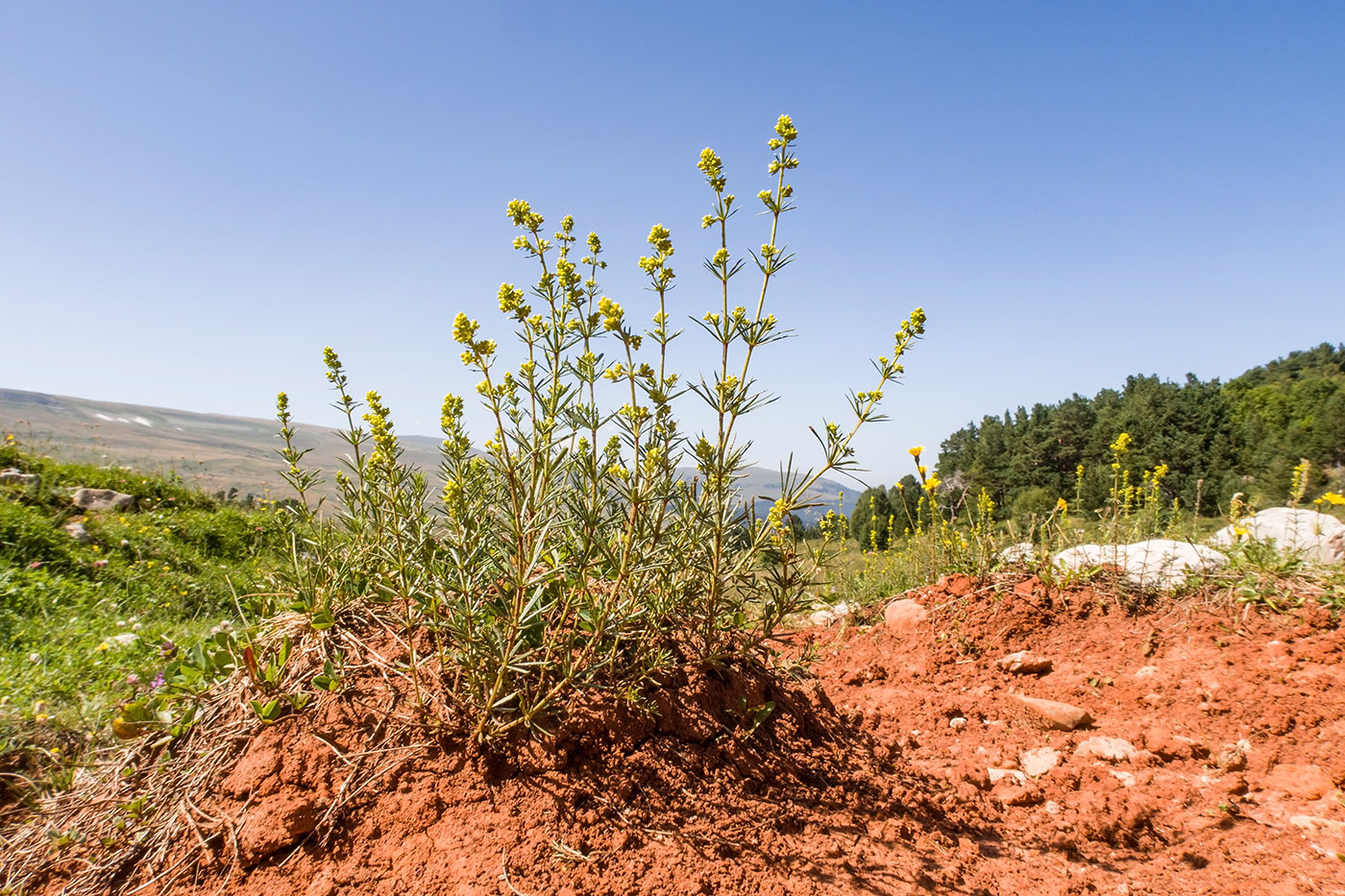 Изображение особи Galium verum.